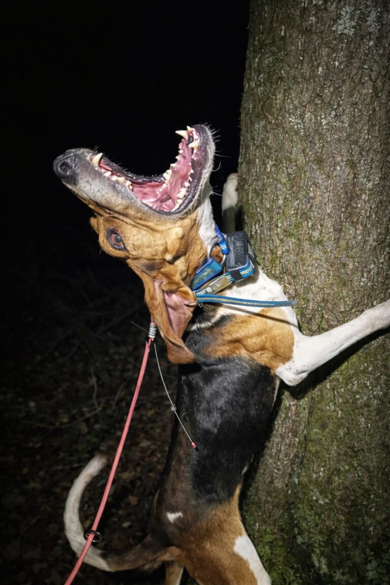 Dogs